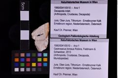 Foto (Objekt + Etiketten) von Gastrosacus torosus (Robins, Feldmann & Schweitzer, 2013) (NHMW-GEO-1990-0041-0510)